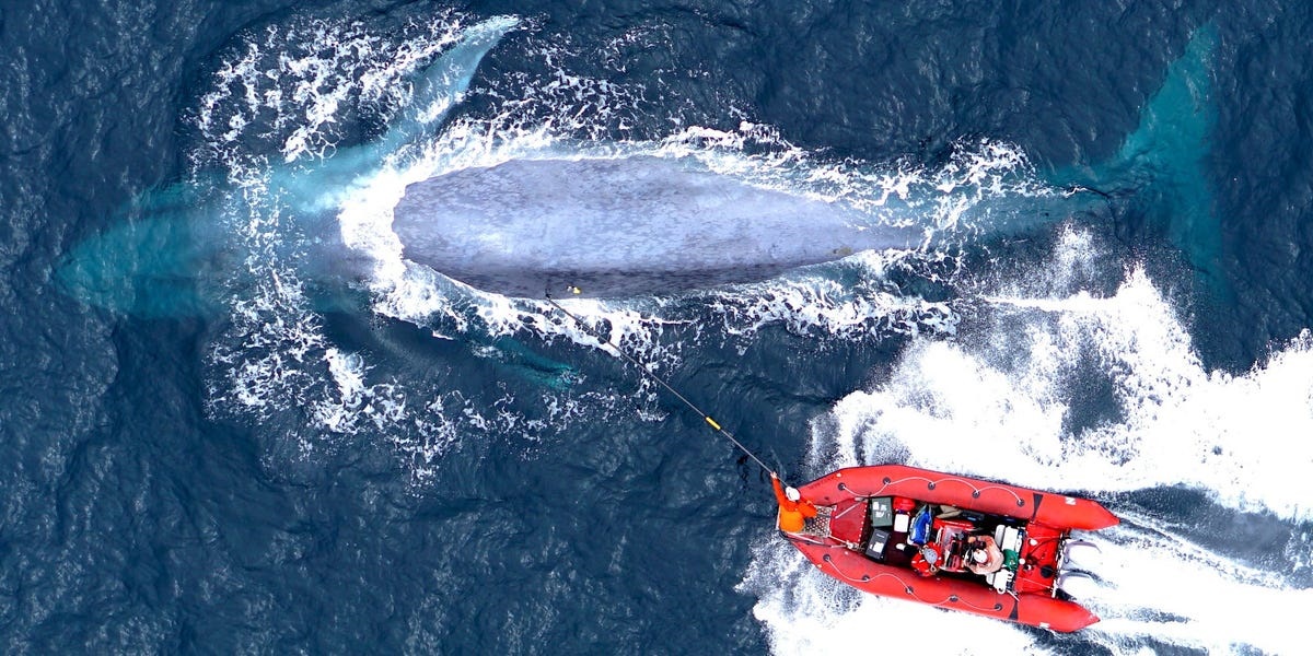 Gory footage confirms orca pods can kill adult blue whales - World