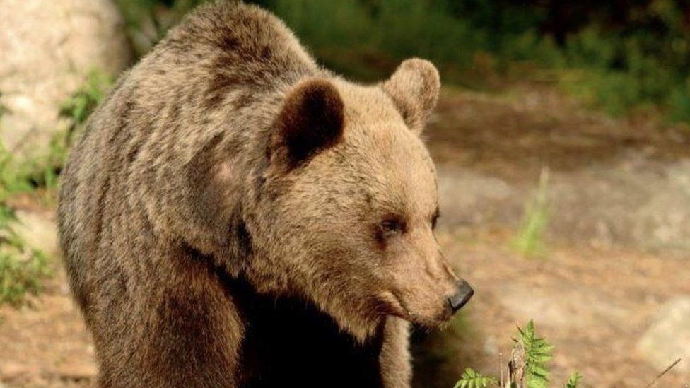 A Fatal Bear Attack Fuels a Fight Over Rewilding